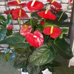 Centro de Anthurium